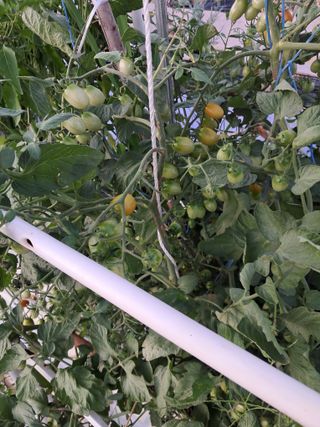 전희분님의 어떤 유기농자재 쓰세요? · 참여글 작성글 사진