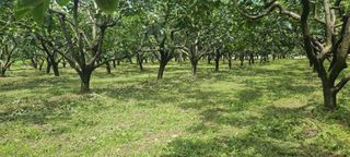 성동구리님의 감 · 자유게시판 작성글 사진