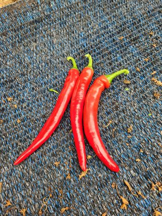 별향기님의 어떤 유기농자재 쓰세요? · 참여글 작성글 사진