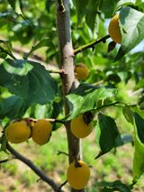 팜모닝 매실·병해충상담 게시글 이미지