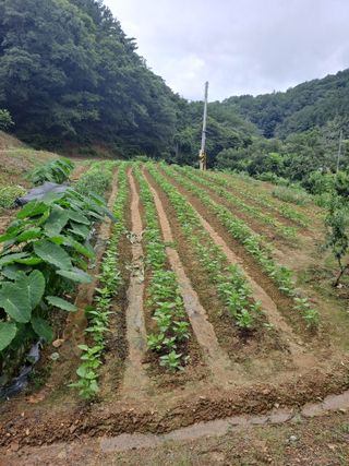 지리산자락님의 자유주제 · 자유게시판 작성글 사진