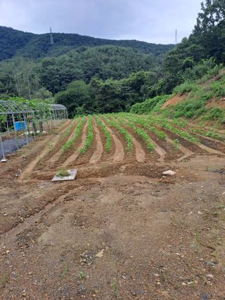 지리산자락님의 자유주제 · 자유게시판 작성글 사진