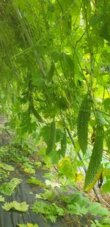 팜모닝 자유주제·자유게시판 게시글 이미지