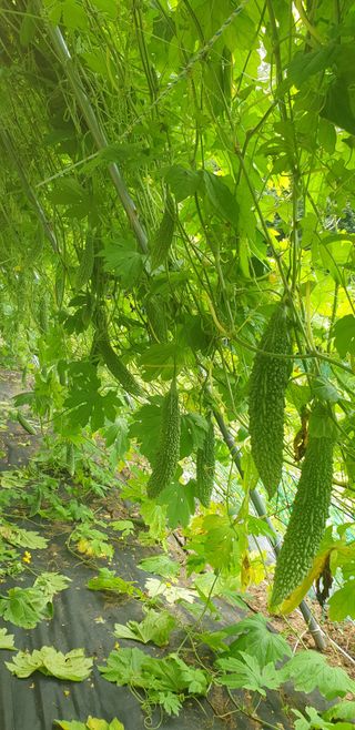 밤까시 여주농장님의 자유주제 · 자유게시판 작성글 사진