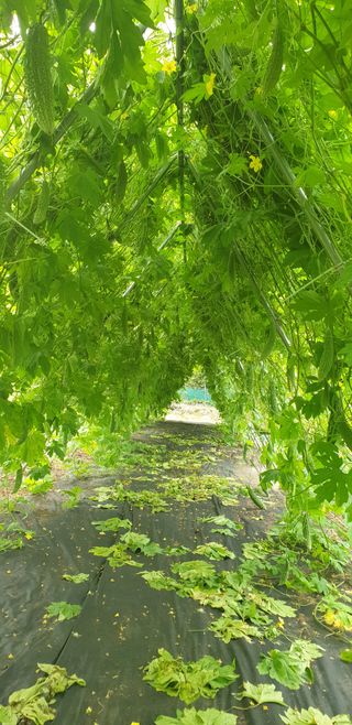 밤까시 여주농장님의 자유주제 · 자유게시판 작성글 사진