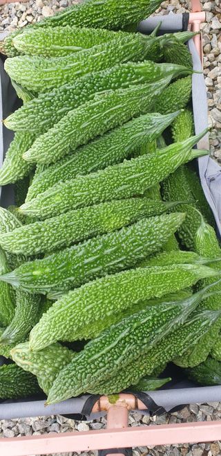 밤까시 여주농장님의 자유주제 · 자유게시판 작성글 사진