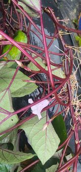 팜모닝 고구마·자유게시판 게시글 이미지