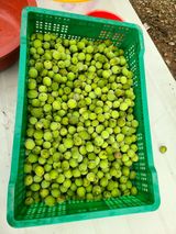 팜모닝 어떤 유기농자재 쓰세요?·참여글 게시글 이미지