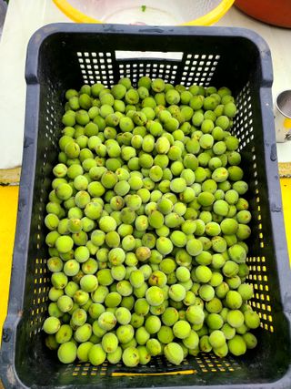 시골농부현장님의 어떤 유기농자재 쓰세요? · 참여글 작성글 사진