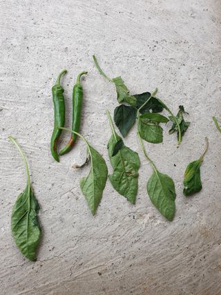 권영식님의 고추 · 병해충상담 작성글 사진