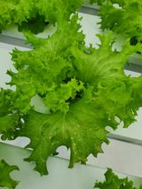 팜모닝 상추·병해충상담 게시글 이미지