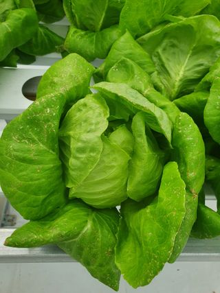 자이민님의 상추 · 병해충상담 작성글 사진