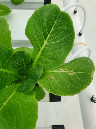 자이민님의 상추 · 병해충상담 작성글 사진