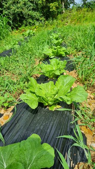 평창봄빛농장강수현님의 자두 · 영농일지 작성글 사진