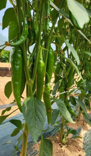 정형석님의 어떤 유기농자재 쓰세요? · 참여글 작성글 사진