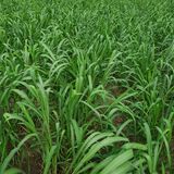 팜모닝 기타작물·자유게시판 게시글 이미지