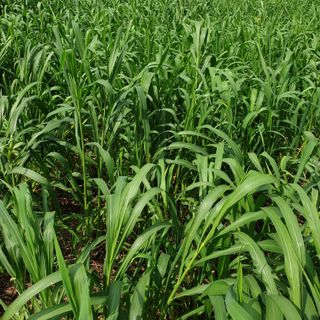 오명희 님의 기타작물 · 자유게시판 작성글 사진