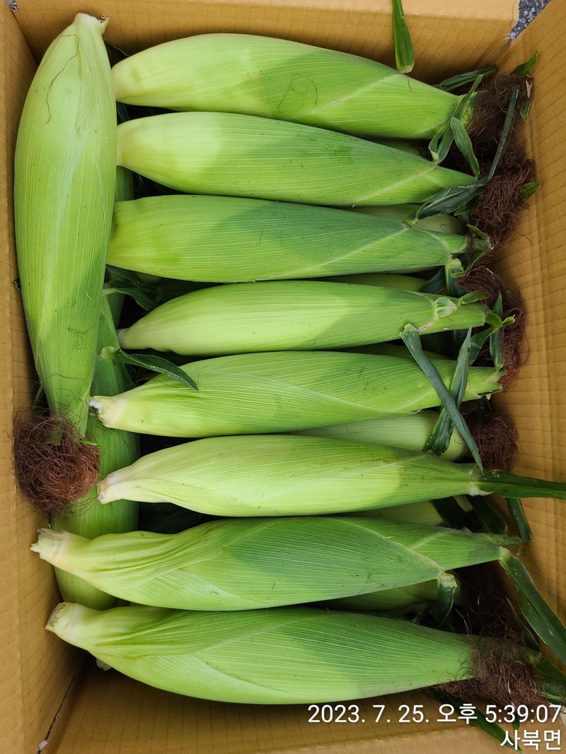 장터 상품 [찰 옥수수 ..수확 판매시작^^] 썸네일