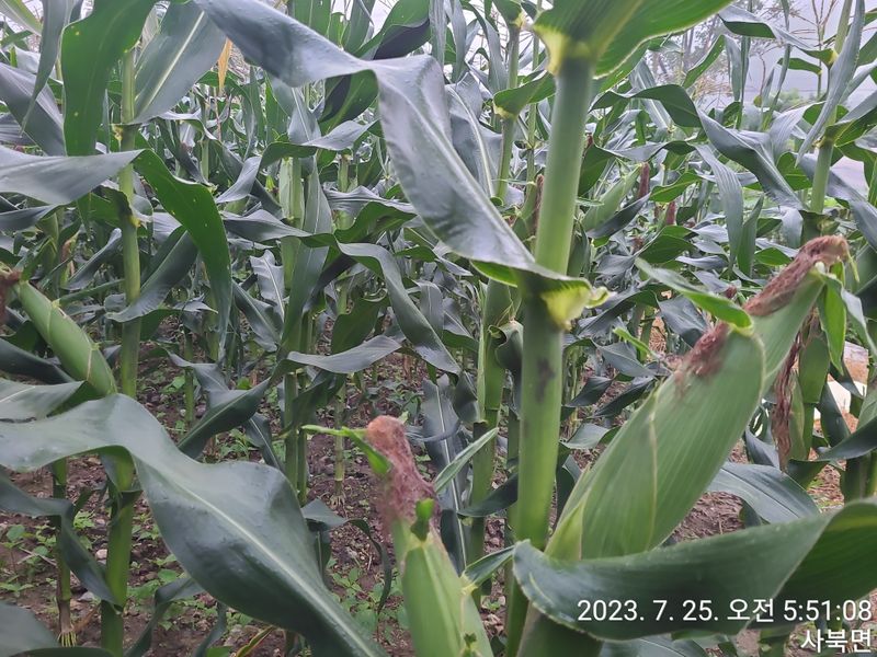 윤인석님의 장터 판매 상품 [찰 옥수수 ..수확 판매시작^^] 첨부 사진