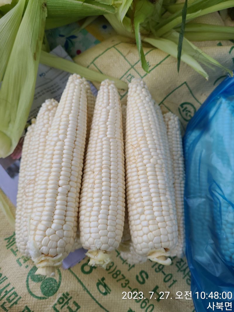 윤인석님의 장터 판매 상품 [찰 옥수수 ..수확 판매시작^^] 첨부 사진