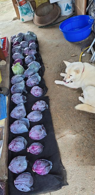 김중언님의 배추 · 수확 작성글 사진