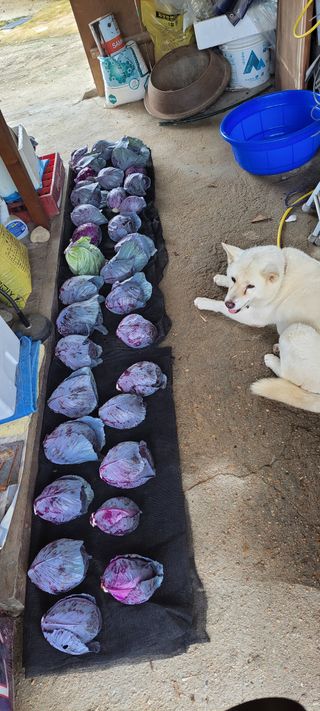 김중언님의 배추 · 수확 작성글 사진