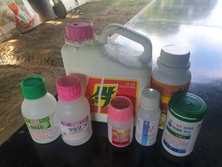 유영선님의 고추 · 영농일지 작성글 사진