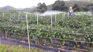 유영선님의 고추 · 영농일지 작성글 사진