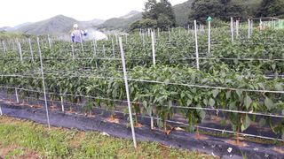 유영선님의 고추 · 영농일지 작성글 사진