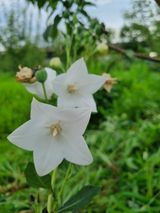 팜모닝 매실·영농일지 게시글 이미지