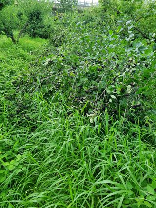 매실이랑 자급자족님의 매실 · 영농일지 작성글 사진