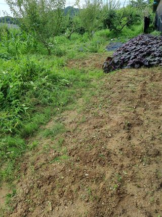 매실이랑 자급자족님의 매실 · 영농일지 작성글 사진