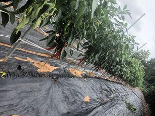 신현주님의 고추 · 수확 작성글 사진