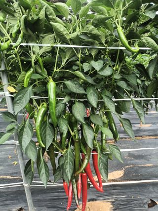 신현주님의 고추 · 수확 작성글 사진