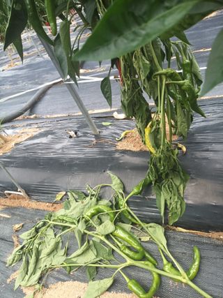 신현주님의 고추 · 수확 작성글 사진