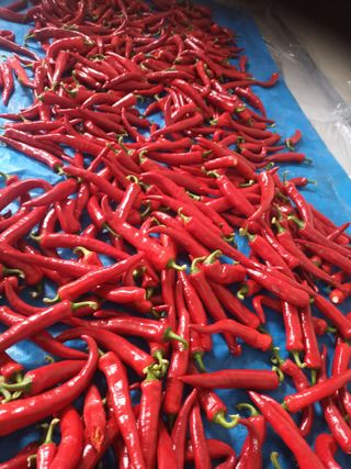 신현주님의 고추 · 수확 작성글 사진