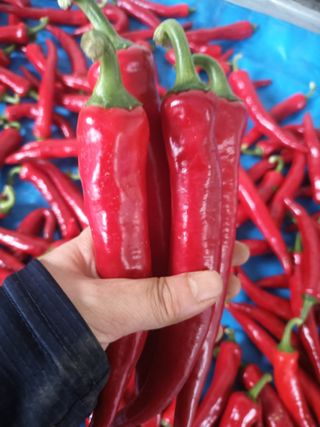 신현주님의 고추 · 수확 작성글 사진