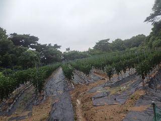 신현주님의 고추 · 수확 작성글 사진