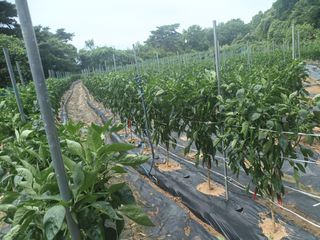 신현주님의 고추 · 수확 작성글 사진