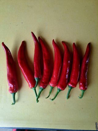 꿈드림뜨락님의 고추 · 일상 작성글 사진