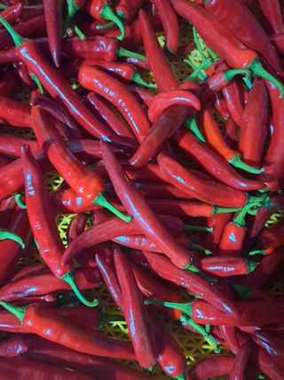 꿈드림뜨락님의 고추 · 일상 작성글 사진