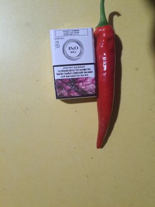 꿈드림뜨락님의 고추 · 일상 작성글 사진