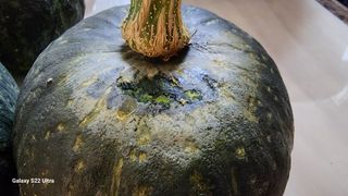 이선구님의 호박 · 병해충상담 작성글 사진