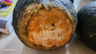 이선구님의 호박 · 병해충상담 작성글 사진