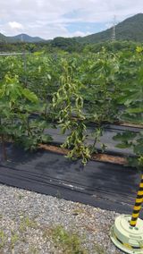 팜모닝 기타작물·병해충상담 게시글 이미지