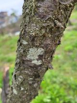 팜모닝 매실·병해충상담 게시글 이미지