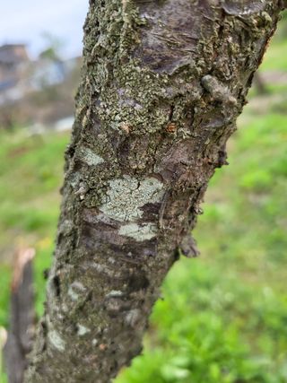 찐초짜농부님의 매실 · 병해충상담 작성글 사진