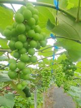 팜모닝 포도·자유게시판 게시글 이미지