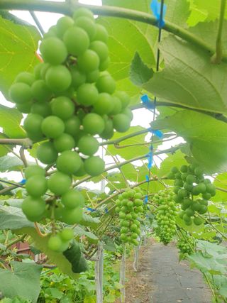 임효정님의 포도 · 자유게시판 작성글 사진