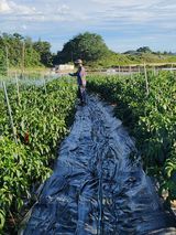 팜모닝 고추·영농일지 게시글 이미지